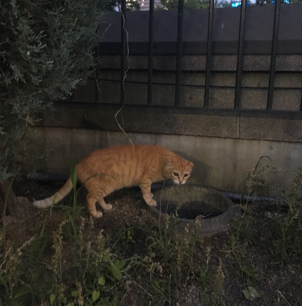 nct_mkl05さんより

拡散お願いします！！

天王寺動物園から通天閣へ渡る歩道橋でスコティッシュのような人なつこい猫ちゃんを見つけました。もしよければ拡散お願いします