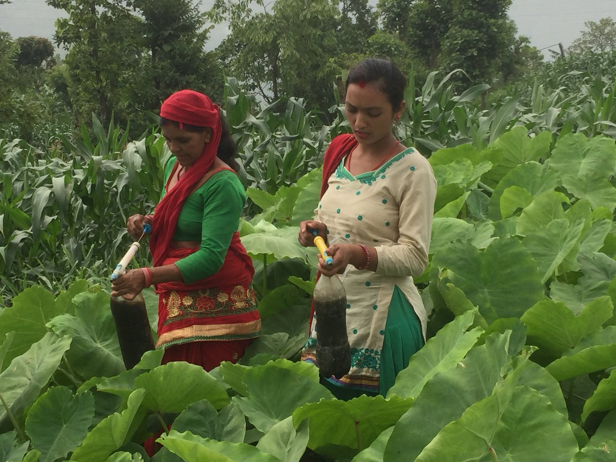 WolfGebhardt's tweet photo. These two women farmers in #Nepal don‘t use toxic chemical pesticides - they apply an #organic one made from cow urine and a couple of leaves and herbs. That‘s one reason why a cow is a major character  in the eco-puppet-play @dw_globalideas https://t.co/U3vWSZBcl8