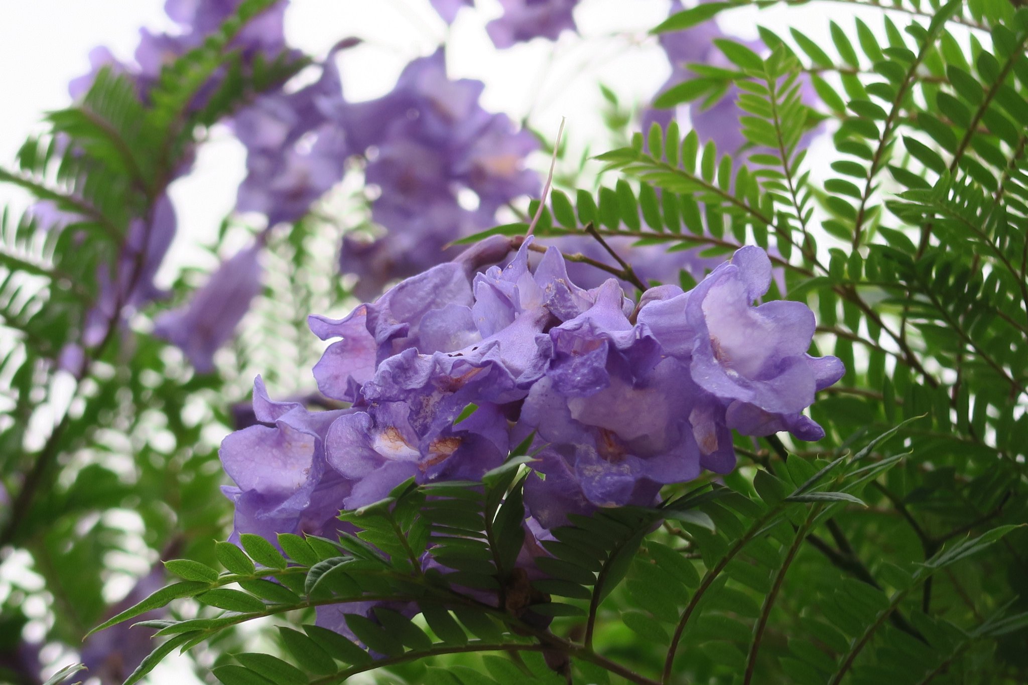 エレガントジャカランダ 花 言葉 最高の花の画像 エレガントジャカランダ 花 言葉 最高の花の画像