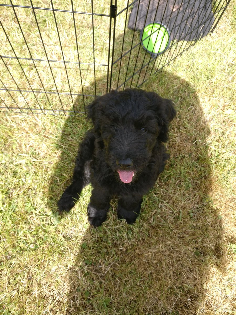 robinrenovates's tweet photo. #TakeYourDogToWorkDay  #property #dog https://t.co/7UlzbzgWzM