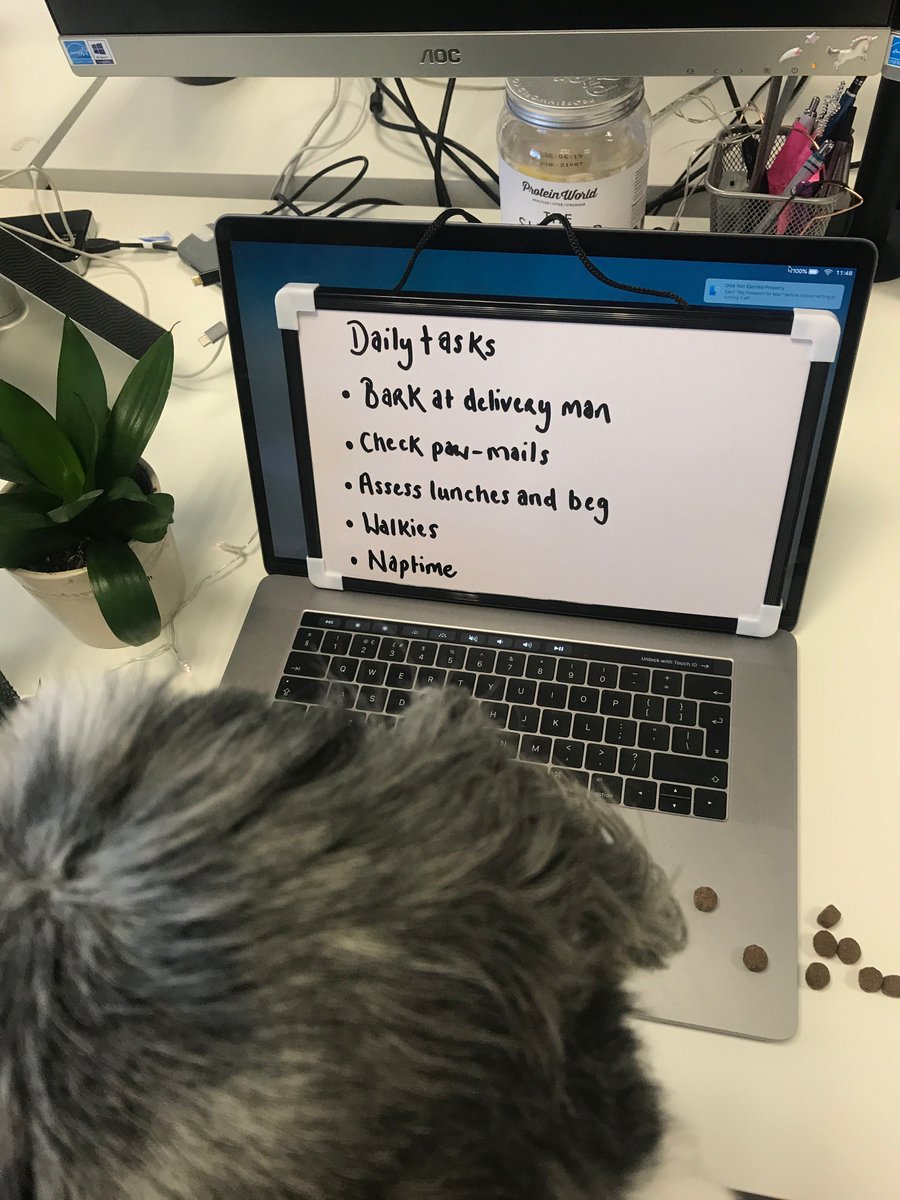 EralisDigital's tweet photo. After a busy morning of checking his paw-mails and barking at a few delivery men, Baxter is now ready to assess people's lunches and hopefully get a few tasty treats, before a busy afternoon of walkies and good nap!🐶 #BringYourDogtoWorkDay #LifeatEralis #FossFriends https://t.co/2ex7DIReF2