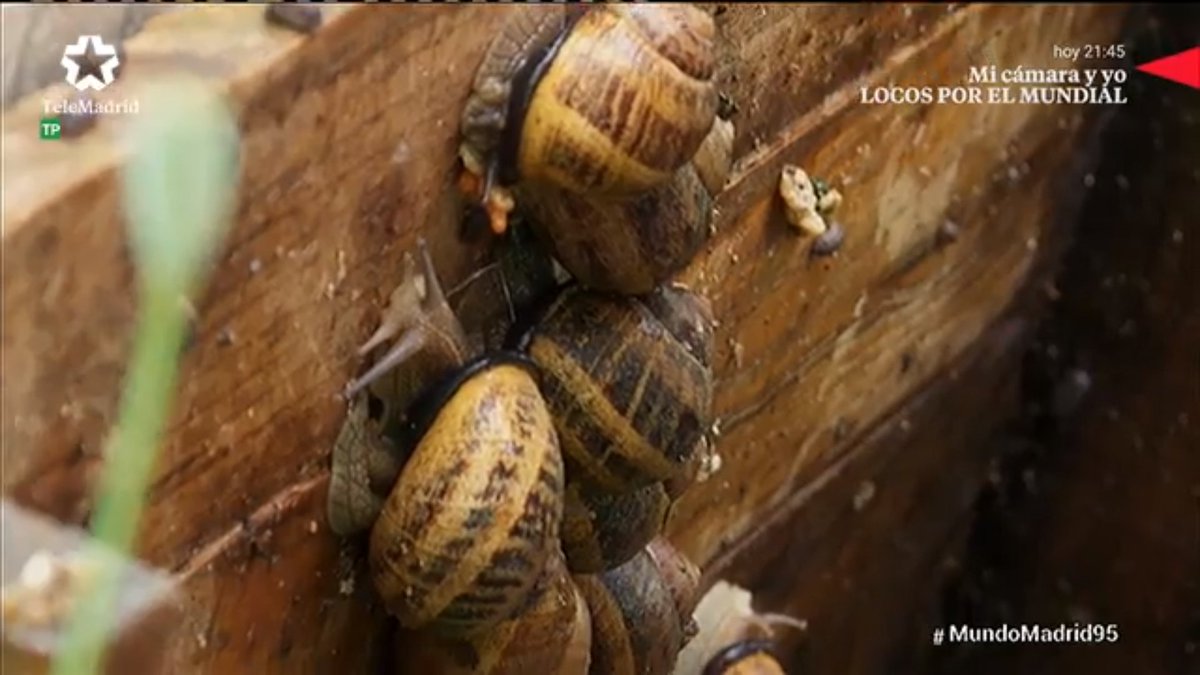 MundoMadridTM's tweet photo. ¡Conociendo un poco más a los caracoles! 👉👉@telemadrid #MundoMadrid95 https://t.co/hIsKrZaYX6 https://t.co/KRxvlqAk6O
