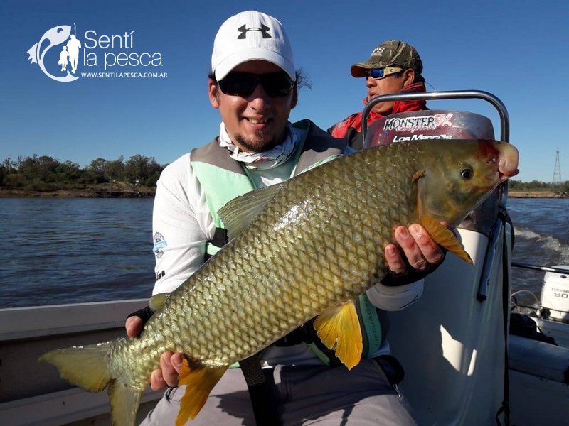 Sentilapesca's tweet photo. #ElPiquedelaSemana CONCORDIA - ENTRE RIOS #ElPiqueenFotos | Adrenalina y euforia al 100%, no nos podían borrar la sonrisa de la cara, impresionante la sensación de combatir con esos colosos > https://t.co/jSXZKVnPHD

#lazona #conseñuelo #donkb #pescadeportiva #dorados #boga https://t.co/tNNvXyPhJJ