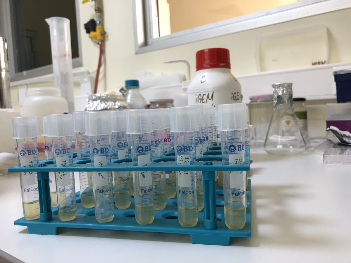 BilkentUNAMBG's tweet image. Last day of the InterLab experiments (hopefully) 🤕 #iGEM #iGEM2018 #interlab