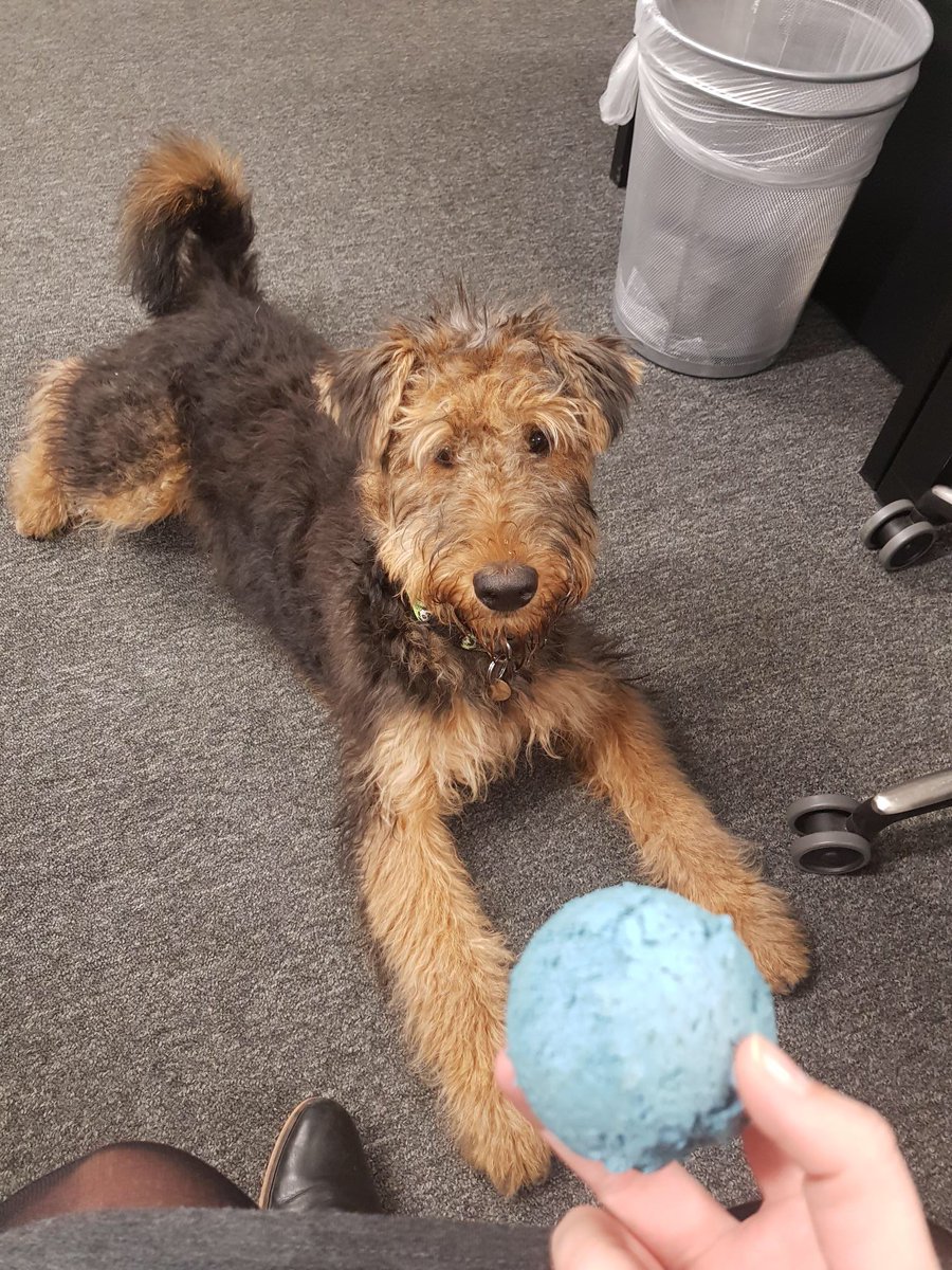 This is Rita who spends most of her days in our #Leeds office, but #Liverpool office love it when she comes to visit.  Everyday is #BringYourDogToWork day with Rita #TakeYourDogToWork