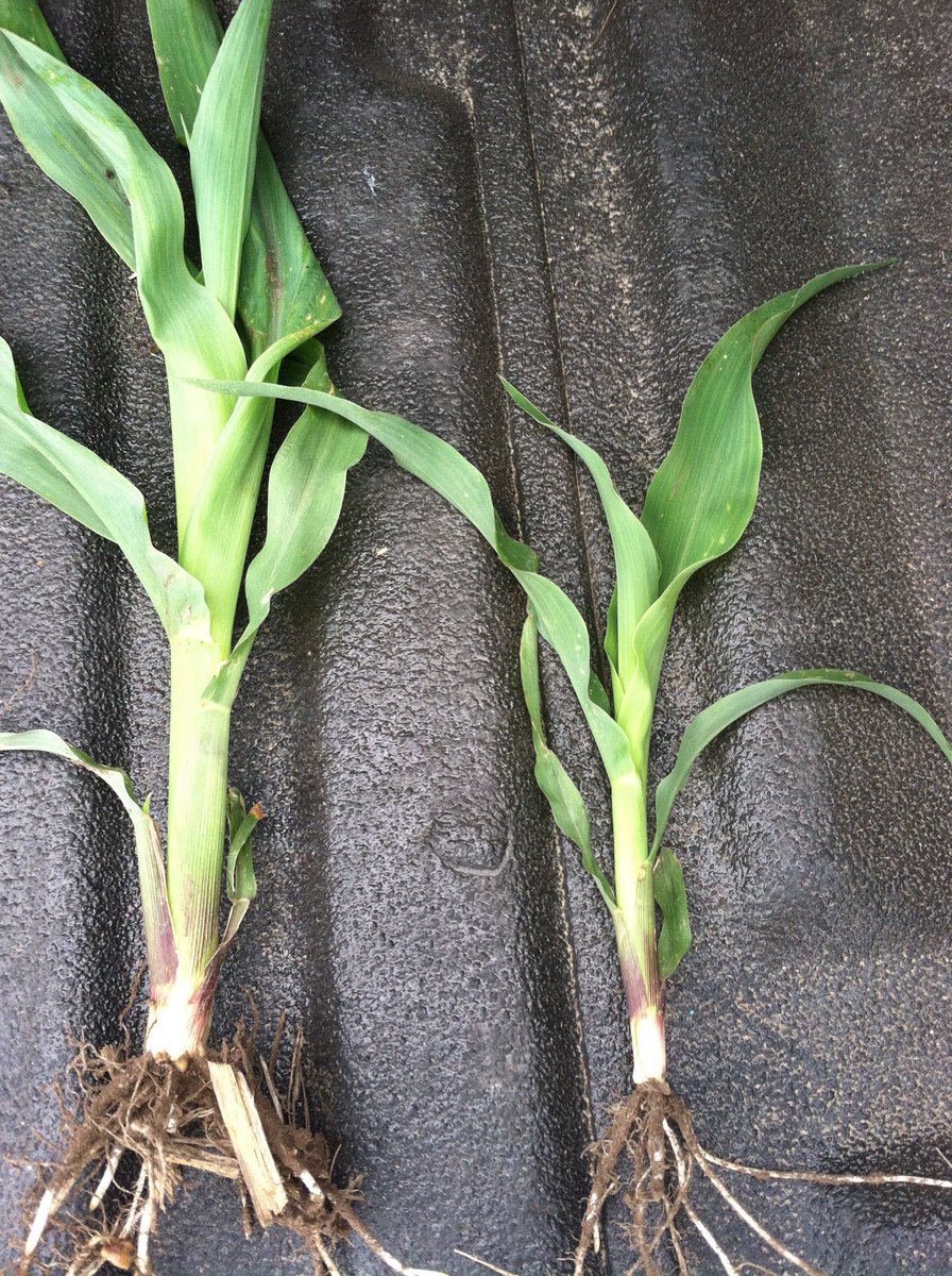 SDDEKALBASGROWA's tweet photo. Which row was plugged and didn’t get starter? Hmmmmmm. #DEKALB bmp’s. Notice the maturity wasn’t affected just the overall size. https://t.co/ck9Sj3pvE0
