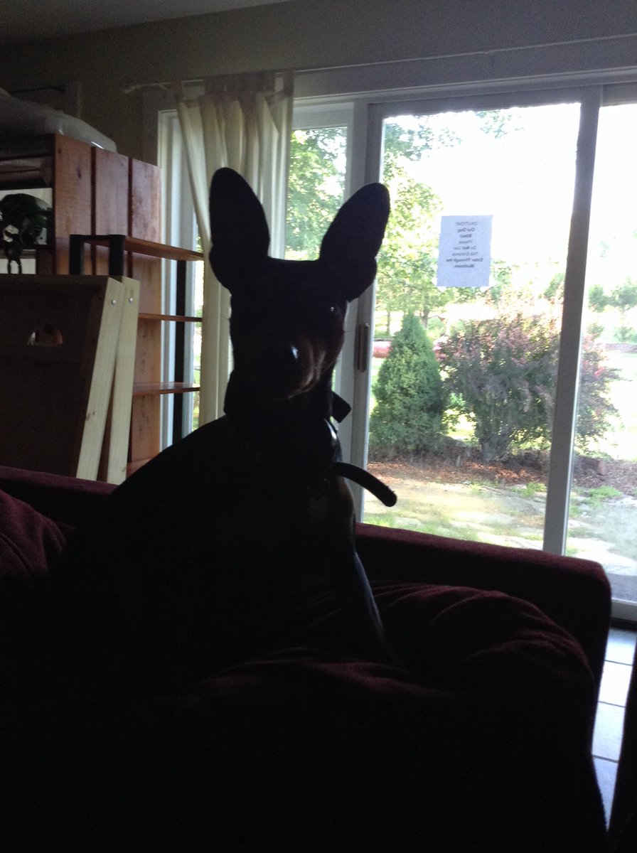 Mckayla74108318's tweet photo. This is my dog budd he's a cute is isn't he https://t.co/k9C9pXglS9