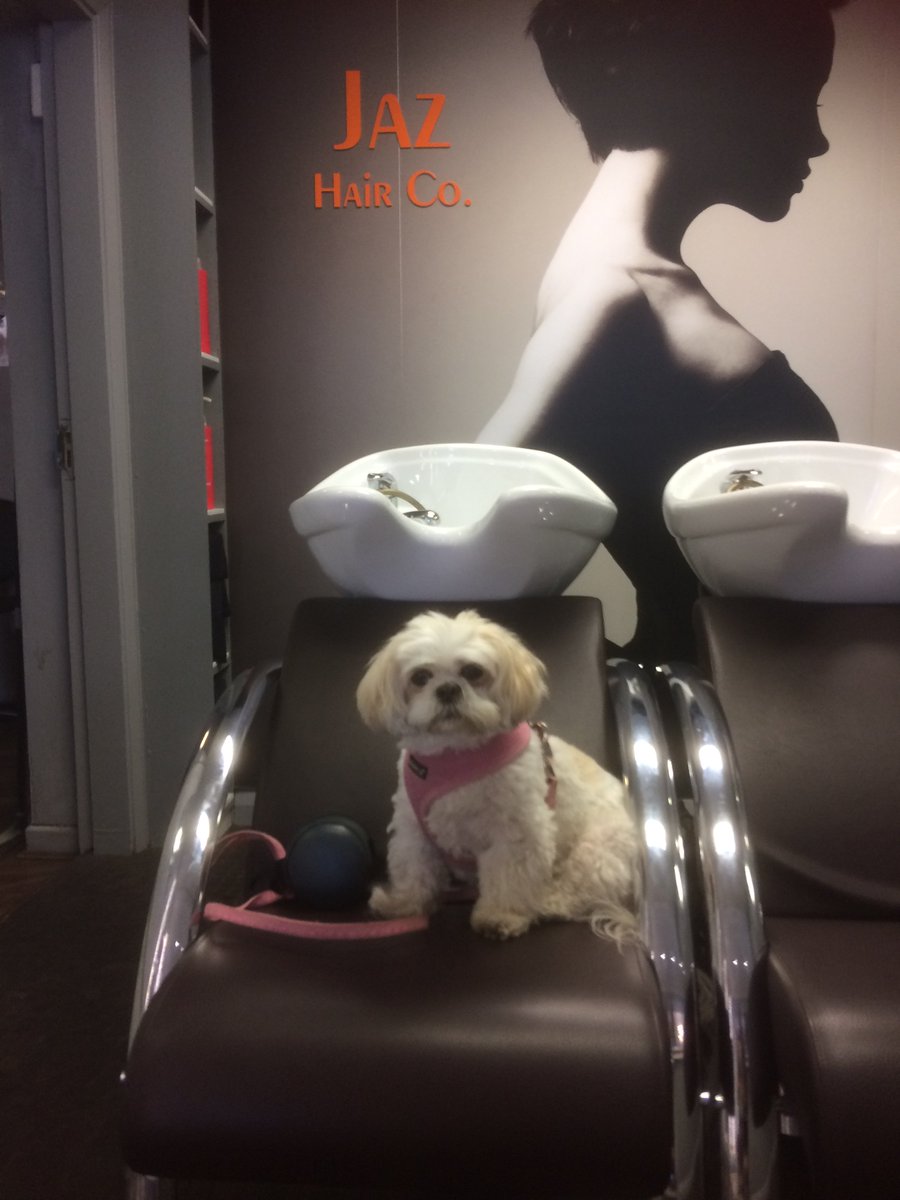 DLRDog's tweet photo. #DogFriendlyIrelandDay Luna goes to Jaz Hair Company in Sandymount https://t.co/k1VdK0CnCi