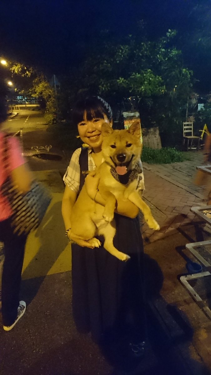 Ruby57856384's tweet image. Shiba Inu dog