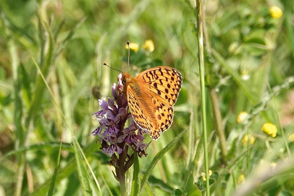 johnoz99's tweet photo. Dark green fritillary at #uftonfields today! https://t.co/PdzDc4yqgQ