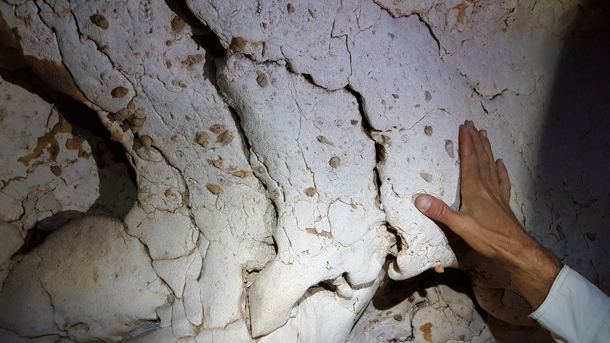 geokutuzov's tweet photo. #Nerinea fossils in a #Cretaceous Shivta formation cave outcrop. Most of the specimens retain their original shell while some of the specimens are #silicified. The unique setting is a result of weathering by condensation which takes place in the HaGuy #cave. #FossilFriday https://t.co/BQDrfrl4hO