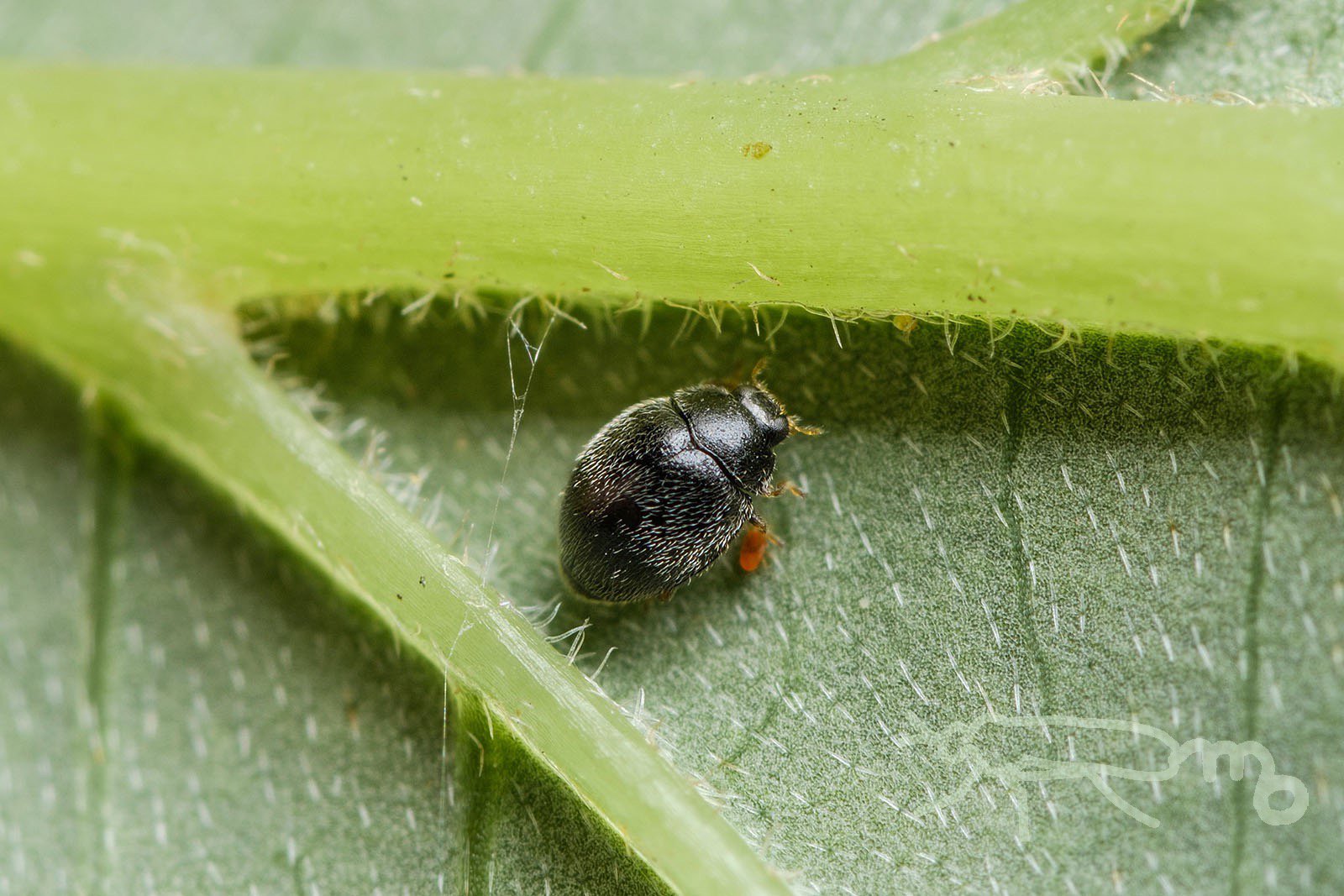 Mouuuusa Twitter પર ミズキの葉裏 アブラムシ探しモードで見つけた小さな虫たち 黒いのはテントウムシ 小さな小さなダニたちも写り込む T Co Kjbgyswhhx Twitter Mouuuusa Twitter પર ミズキの葉裏 アブラムシ探しモードで見つけた小さな虫たち 黒いのはテントウムシ 小さな小さなダニたちも写り込む T Co Kjbgyswhhx Twitter