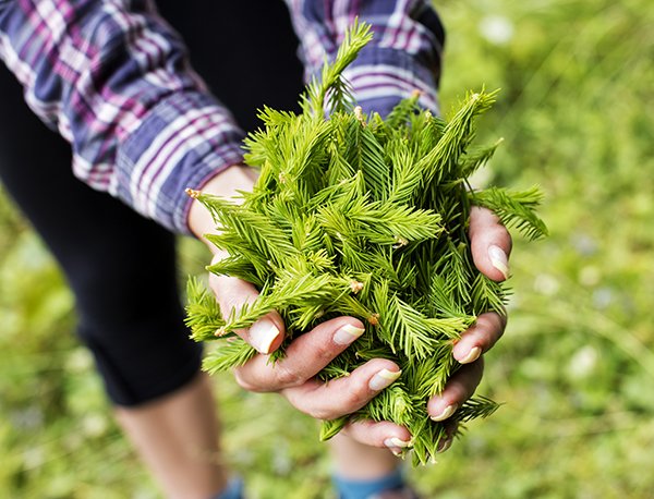 Stop by the KPU Brew Lab today to try our new 'SPRUCE MOOSE' PALE ALE brewed with Spruce tip-infused hops from <a href="/NW_HopFarms/">Northwest Hop Farms</a>. 

FRI 1-6 pm | Fills only $10 | 20901 Langley Bypass
#KwantlenU #KPUBrew #craftbeer #growlerfills #langleyfresh <a href="/thefraservalley/">The Fraser Valley</a> <a href="/discoverlangley/">thisislangley</a>