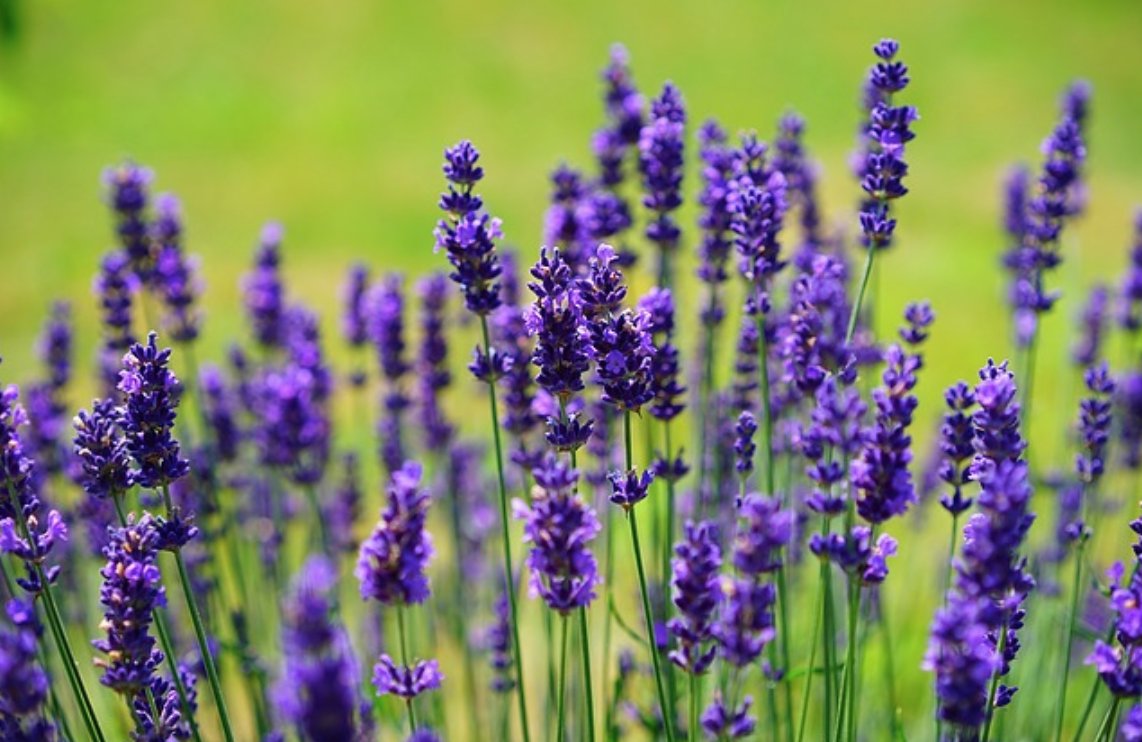 BazaarBR's tweet photo. AROMATERAPIA - Cheirar para emagrecer. Aromas ajudam a acalmar a ansiedade e, consequentemente, a compulsão alimentar. VEJA https://t.co/CwZ5OJcgW9 #beleza #dieta #emagrecer #aromaterapia #ansiedade #compulsao SIGA A BAZAAR E VEJA MODA COM CONCEITO https://t.co/BnxpflBJtm https://t.co/10jvbYaH2J