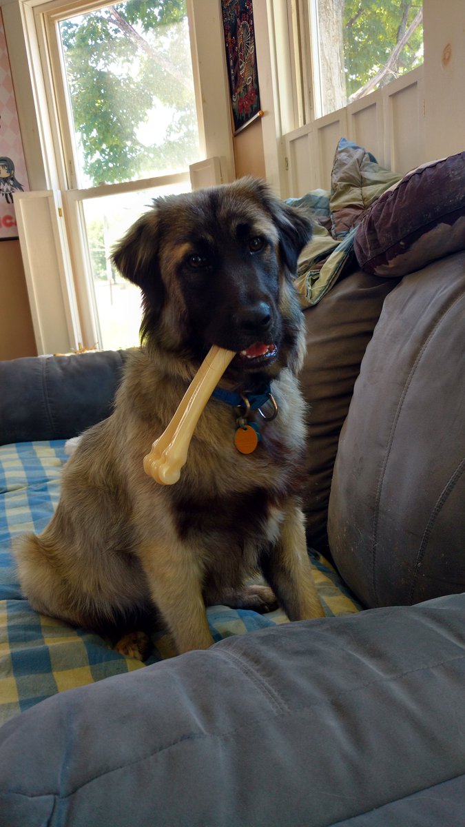 Mythicalicalyps's tweet photo. Khal seems to like his new bone. #dog #dogs #doglovers #dogsarelove #DogRight #cute #funnydog #loldog #nylabone #princedoggo #impression #GoodBoy #GoodBones https://t.co/2HZt93OCMD