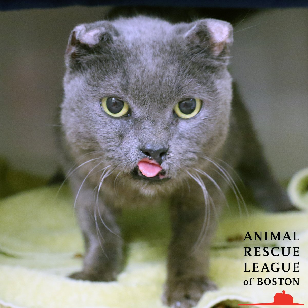 ARLBostonRescue's tweet image. A special group of donors are matching gifts dollar for dollar, up to $50,000 until June 30th. Visit support.arlboston.org/2018MatchSM NOW to take advantage! Save TWICE as many lives and be a champion for animals like Rhade who need ARL&apos;s help! #ThankYouForSupporting
