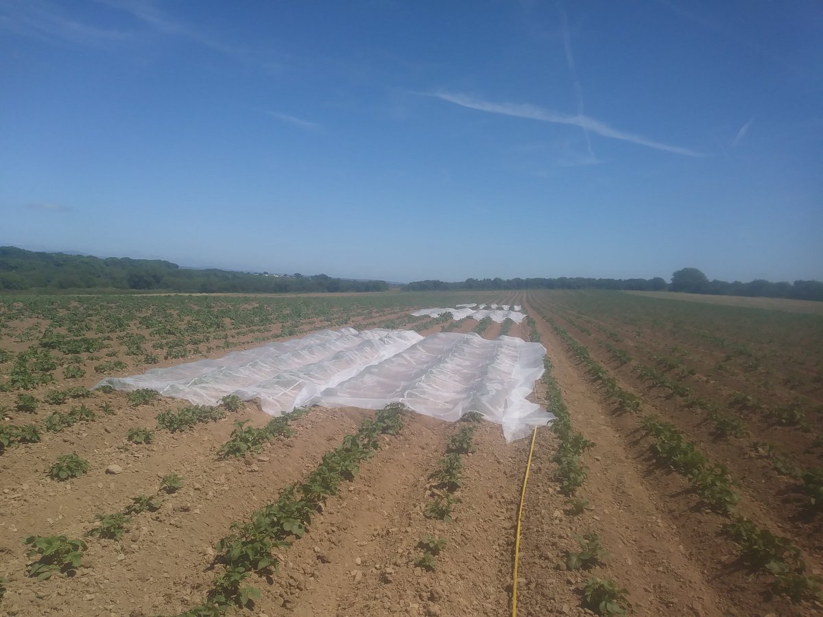 Plots all pegged out for my mesh vs blight field lab with <a href="/IFarmers/">Innovative Farmers</a> <a href="/OrgResCent/">Organic Research Centre</a>. &amp; <a href="/SoilAssociation/">Soil Association</a>. Let's hope they stay there😊