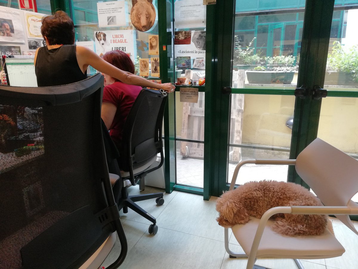 La #Giornatadelcaneinufficio è tutti i giorni in #LAV: i cani stanno in compagnia e socializzano. Lui è Boris, un trovatello 🐩 adottato da Simona