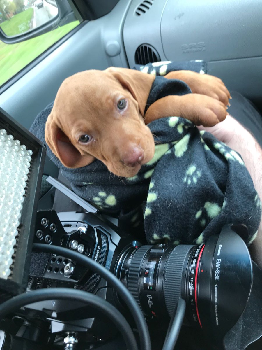C5Puppies's tweet photo. I think this is my….
...
…Best side

Hey, why the long paws? 

Catch up with Gilbert today at 6.30pm, on @channel5_tv’s the #wonderfulworldofpuppies https://t.co/A6Jt0x7eUF