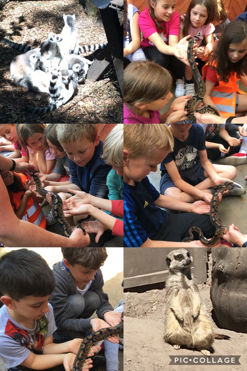 FrodshamCE's tweet photo. #Y4 had a brilliant time learning about &amp; touching different animals @wildlifeoasis! 🦎🐍 #LizardOfOz #SnakeItOff
We should be back at school by home-time, traffic permitting. Looking forward to seeing you &amp; heading to the fair later! #FCEIngleton https://t.co/QOhK1irRuh