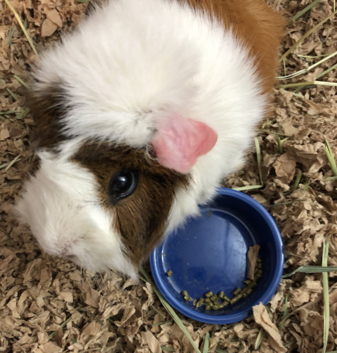 BlandyCP's tweet photo. Mornings ❤️ #guineapig #cat https://t.co/aFyhTblCsy