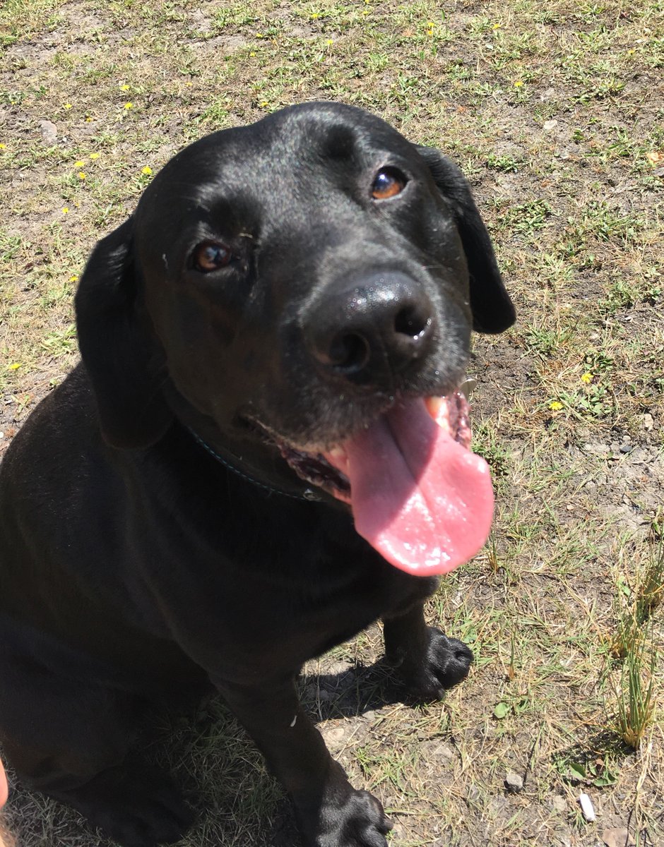 eInfinitydesign's tweet photo. Making the most of the nice weather on 'Take Your Dog To Work Day'....
#officedog #takeyourdogtoworkday #designerdog #einfinity https://t.co/3MrCicemMT
