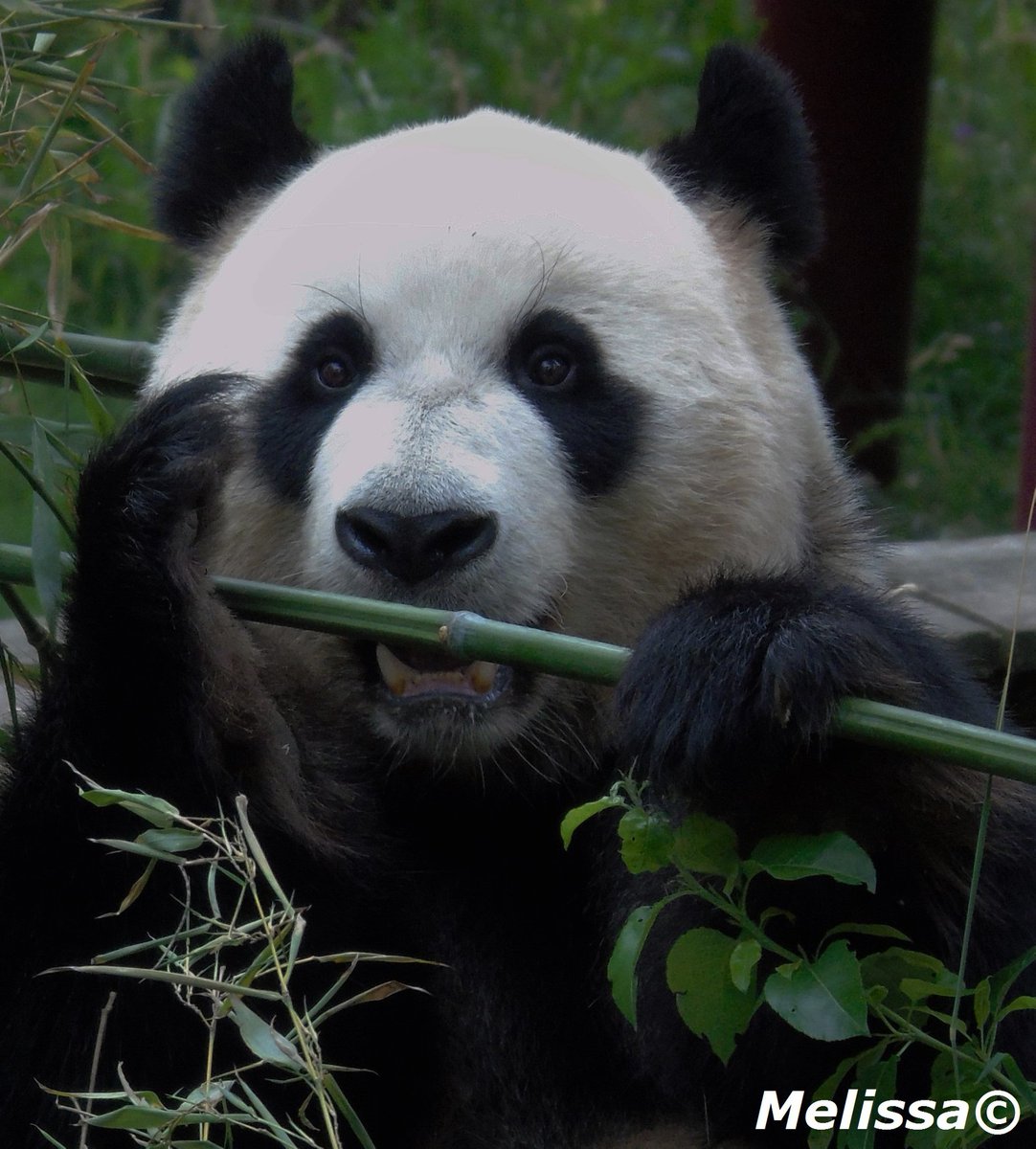 Bezoeker Melissa van 11 jaar maakte de #foto van de #week in @Ouwehandszoo!