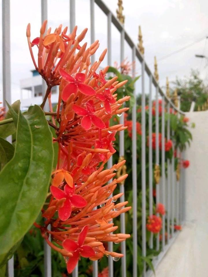 InFocus_IN's tweet photo. A beautiful floral cluster captured on #InFocusTurbo5Plus by Moorthi Viswa!
You can also get featured here by sharing photographs which have been captured on your #InFocus smartphone!
(1/2) https://t.co/UoR5RlMLjN