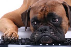 updogbox's tweet photo. Today should be the best day of the year at your job: it’s National Take Your Dog to Work Day! #BecauseDogsRule https://t.co/KZGOl8VWeu