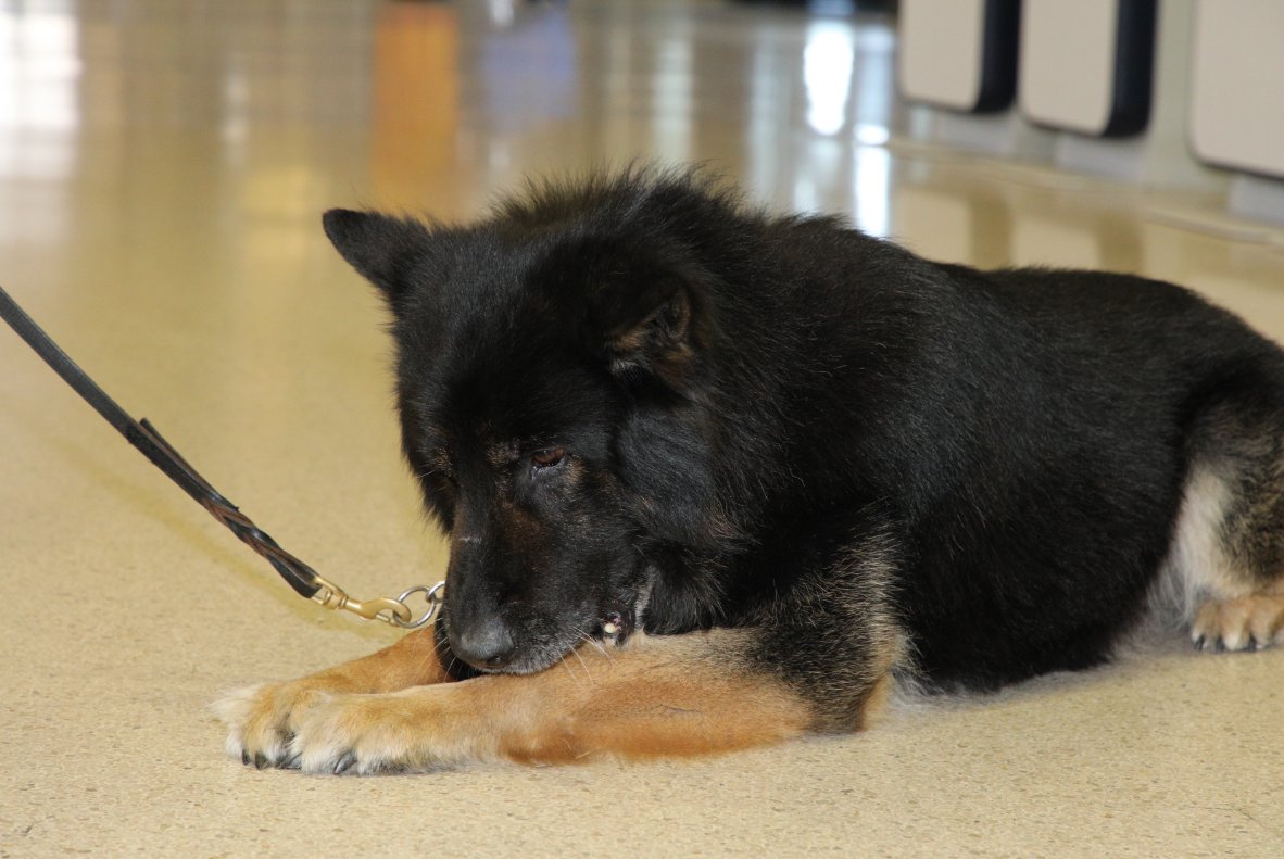 PAPD K-9 partners Officers Rodney Arroyo and Bojar are a team when protecting PANYNJ facilities, like <a href="/EWRairport/">Newark Liberty International Airport</a>, and a family at home. Bojar is an explosives dog and is one of the few focus dogs (stares at target to guide handler) in the NY/NJ region.

#TakeYourDogToWorkDay
