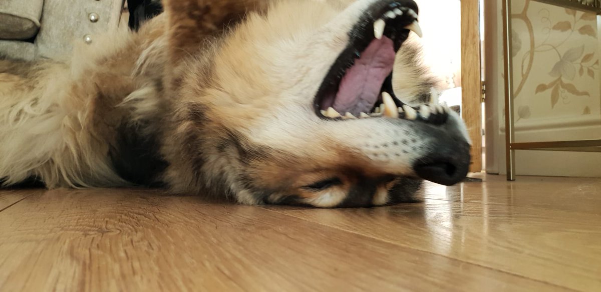 0xDommo's tweet photo. Every day is #TakeYourDogToWorkDay when you work from home. Love this mad beast #BringYourDogToWork https://t.co/oRTdgRYYsB