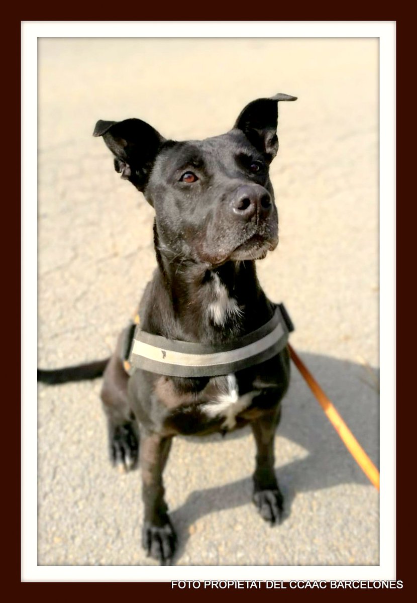 Presentem a la Lola, una Pitbull de 5 anys. La Lola és una gossa tímida. Conviu amb altres gossos. És una gossa molt tranquil·la, encara que encaixaria amb una família que no tingués nens massa petits.

#coneixungpp #adoptaungpp #Adoptaunppp