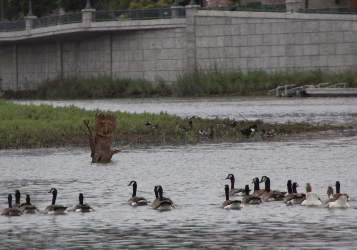 VisionsOfNapa's tweet photo. Driftwood Man, waist deep in Napa River, smiles and waves at a flock of Canadian Geese and a pair of domestic geese.
"Head for the shade! Stay hydrated. It's gonna be a hot day!", he advises.
#Wimsy #Art #NapaValley #winecountry #silly @Napadowntown @enjoynapavalley https://t.co/v9pxdJpiNr