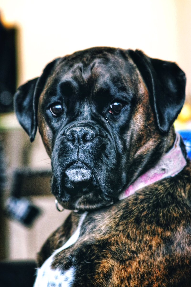 I work from home, so every day is #TakeYourDogToWork day.  These two are a constant but welcome distraction