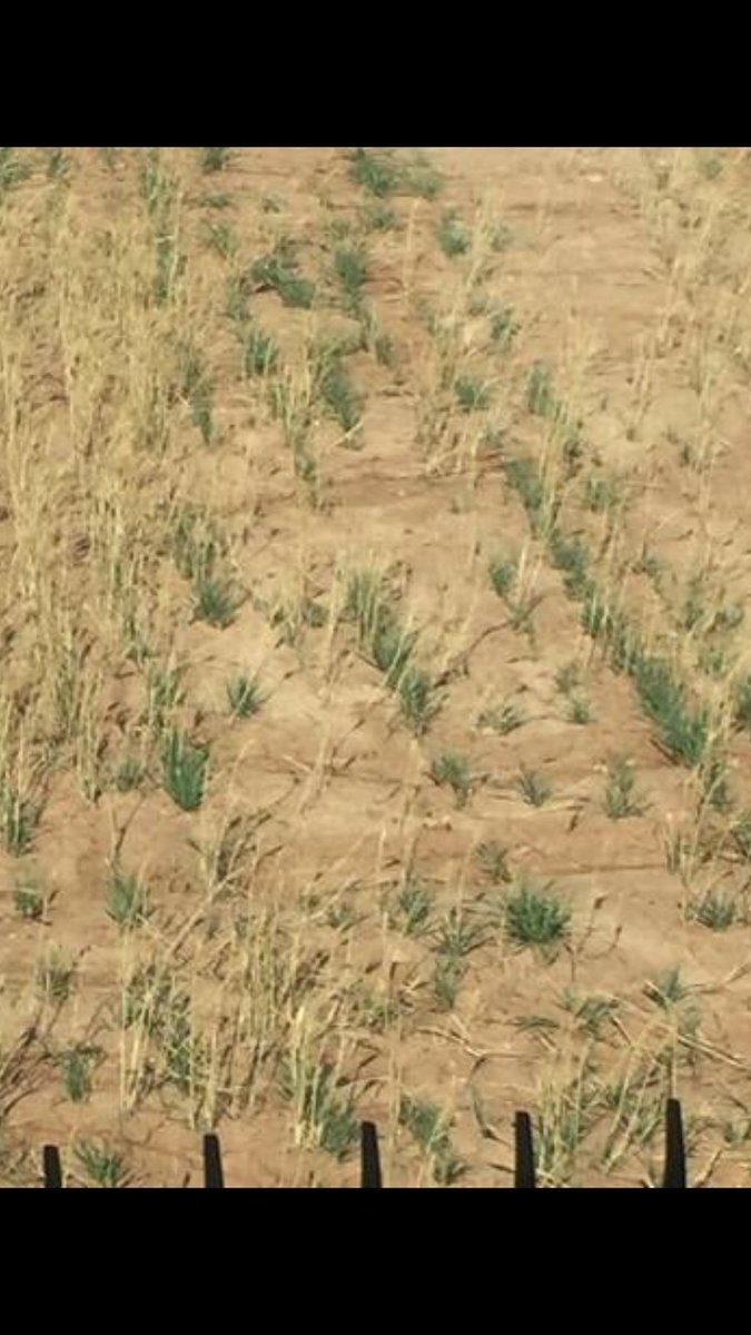 OSU_NPK's tweet image. Coming from Mark Hodges Plains Grains #wheat Harvest update. “From NW OK. Crop planted Oct harvested June 2018 (&amp;lt;10 bu/ac), wheat planted that was not into moisture emerged about 3 weeks ago when sufficient moisture was received to germinate seed (190+days after planting).”