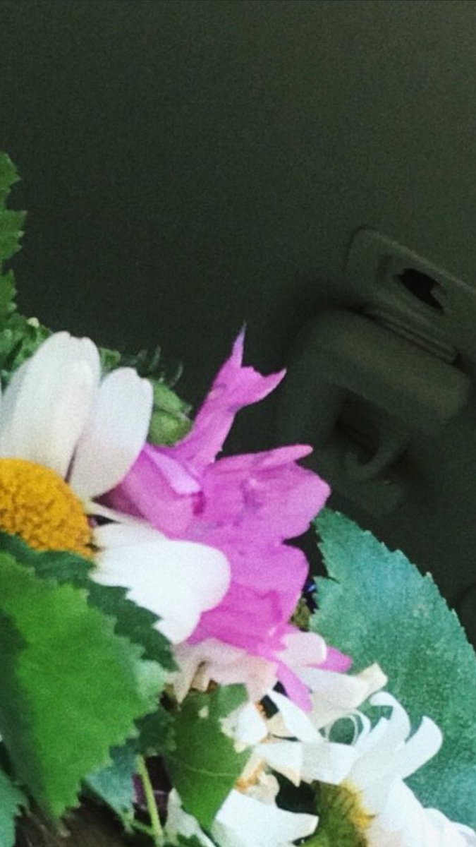 klaralind's tweet photo. @frostyfri Hahaha I live for the ”rock on” flower https://t.co/o2mC3L1yTU