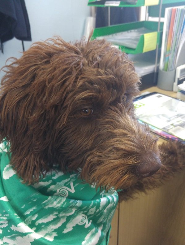 vorticelimited's tweet photo. #Paws for thought. It's been a good day in the office with my new human friends. Going home now to pick the children up from school. Looking forward to next years #bringyourdogtoworkday ! Thank you @VorticeLtd .
#vortice #airexperts #ventialtion #Luca https://t.co/GaiBmo9cAZ