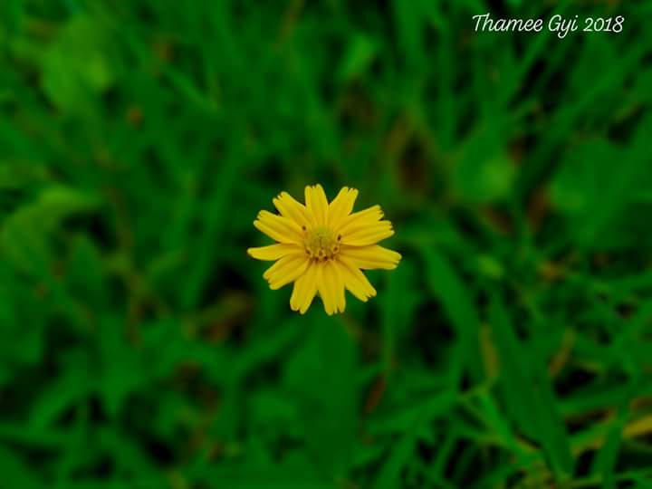 KhatWai5's tweet photo. ကိုယ္ မင္းကို လြမ္းေနပါတယ္... https://t.co/tW27Khlp7h