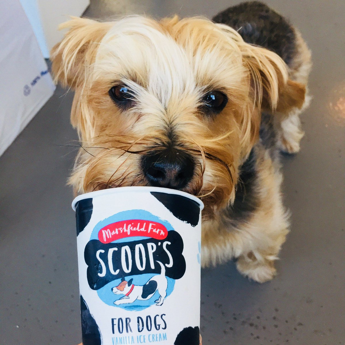 When Penny the Pup joins us for ‘Dog Ice Cream’ tastings in the office🍦🐶 #TakeYourDogToWorkDay #BringYourDogToWorkDay #PMHQ #Dogicecream #icecream