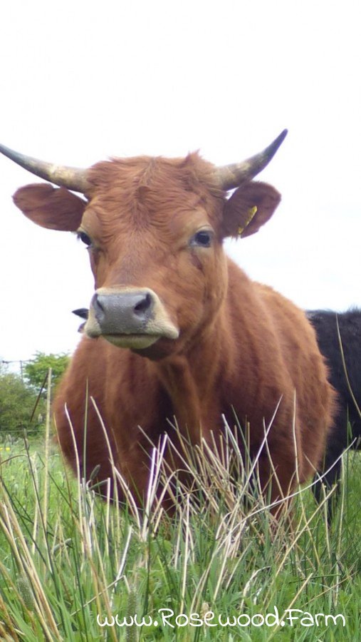 Rosewood_Farm's tweet image. Cattle may have increased in size by 43% since 1956 but #Dexters are the perfect size for meals &amp;amp; #meadows alike! Half as pricey but twice as tasty...

facebook.com/rosewoodfarms/…