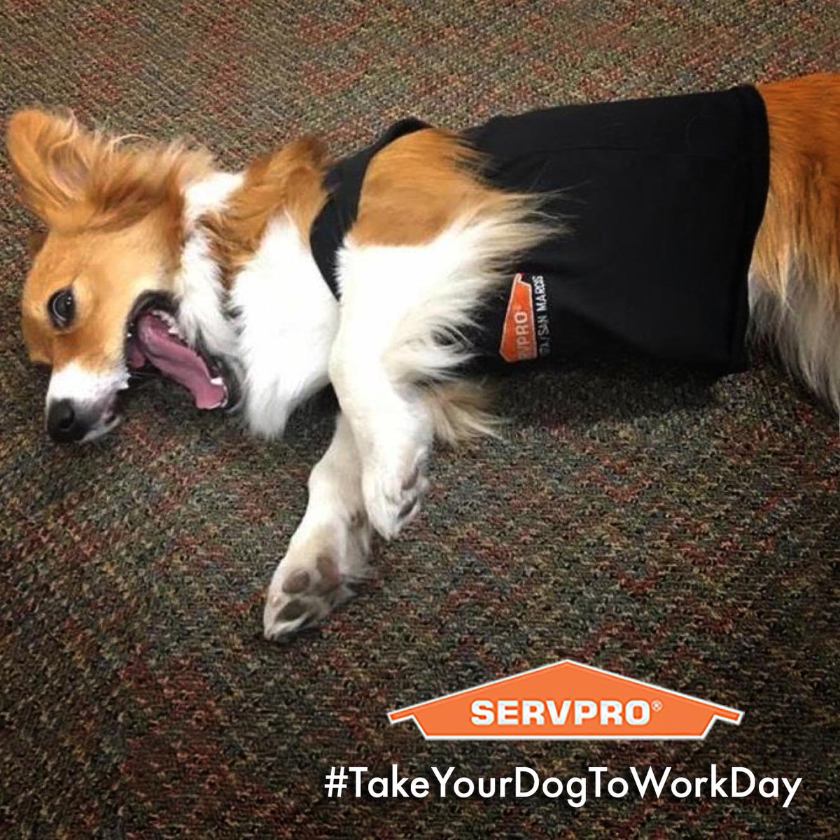 ServProOC's tweet image. Meet Meeko from SERVPRO of North Vista/San Marcos! Who are you bringing into the office on #TakeYourDogToWorkDay?