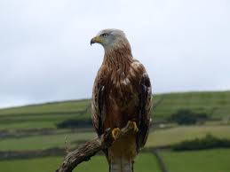 to_trail's tweet photo. Me and my granny just put out some meat to try and attract the red kite which has recently been flying around our area. By the time we got back to the viewing area two magpies swooped down and started taking the bait. That left me with no photo😂So here is one from the internet https://t.co/CchNfIpGUD