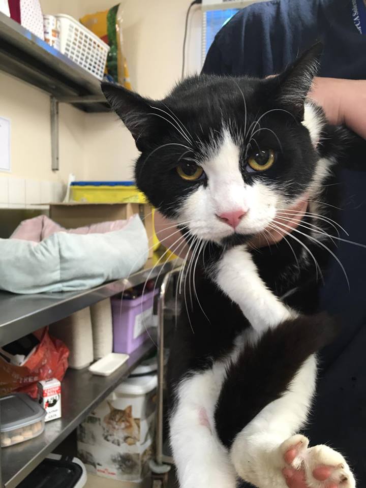 ark stubbington cats