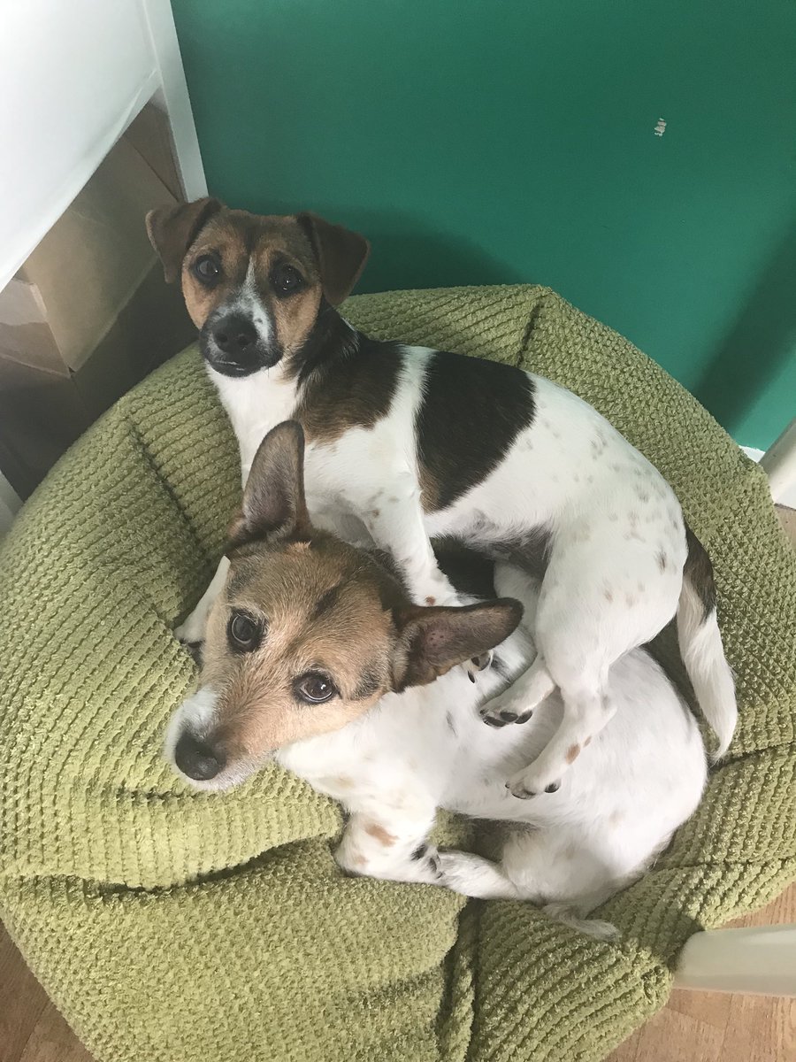 Here are  our office mascots. Pippa and Molly. Molly likes to sleep. Pippa likes to sit on Molly while she sleeps. #TakeYourDogToWorkDay