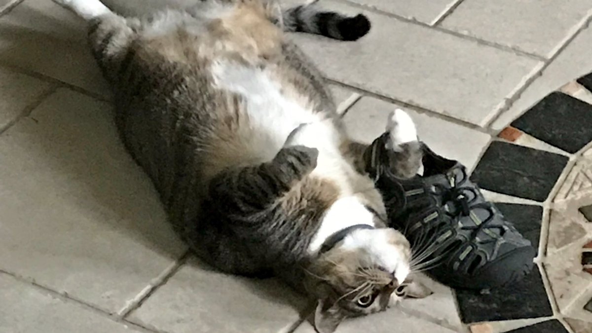 Mochi the Cat (@best_cat_mochi) / Posts / X