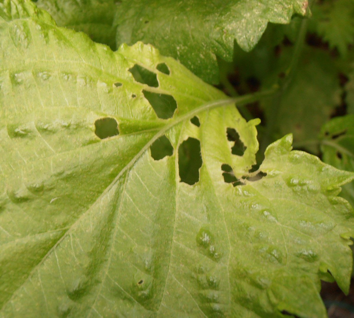 ホワイストン ベランダの青シソは虫食いだらけ そのまま食べるのは抵抗があるので加熱用として使って 生食用は室内の水耕栽培で育てている