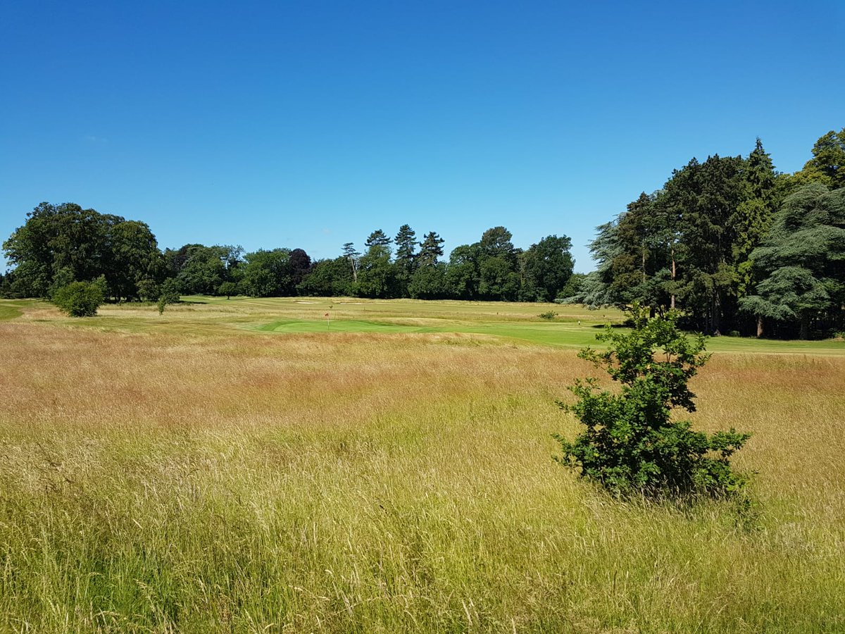 craigbetts54's tweet photo. Long rough browning off nicely @AldwickburyGolf #roughmanagement https://t.co/gm6gGI8Zgf