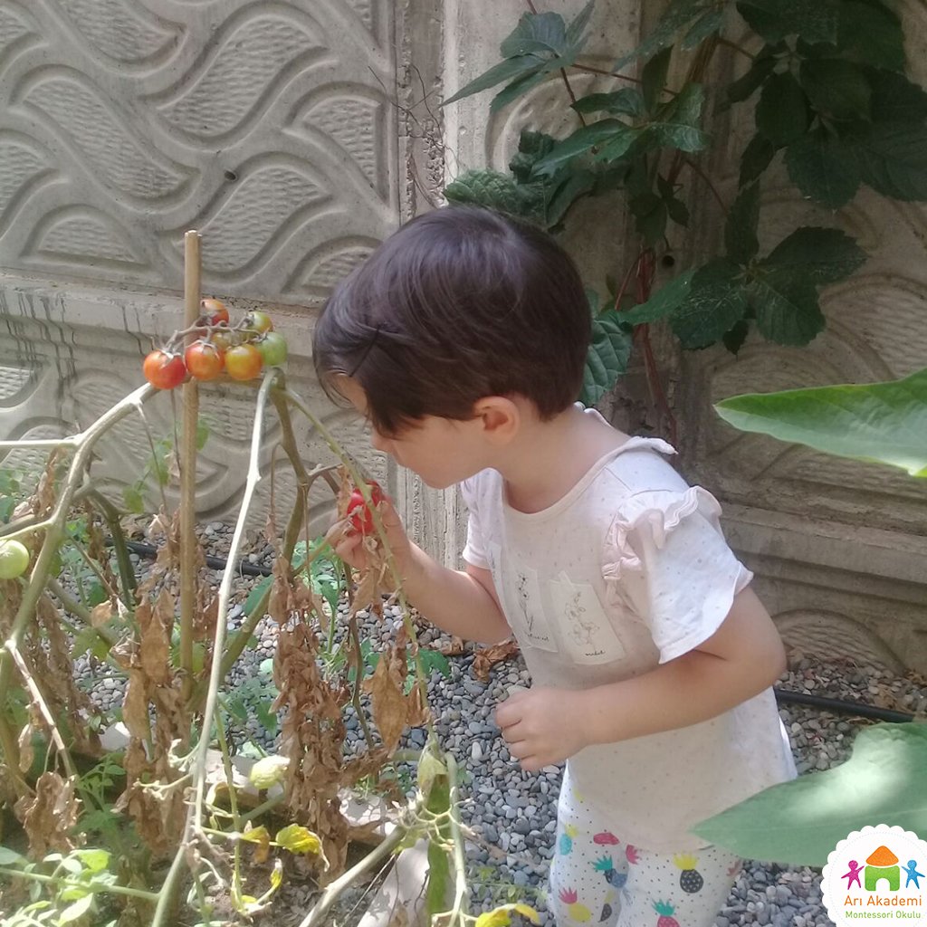 AriAkademi's tweet photo. Bu haftanın konusu domates. Çocuklarımız yakında inceleme fırsatı buldular 😊
#montessori #yazokulu #montessoriokulu
➤ https://t.co/0E30EJpfSh https://t.co/6SycClfqiy