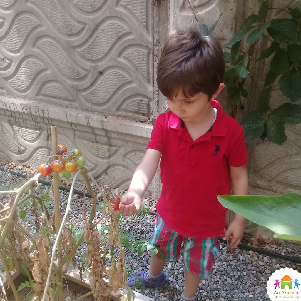 AriAkademi's tweet photo. Bu haftanın konusu domates. Çocuklarımız yakında inceleme fırsatı buldular 😊
#montessori #yazokulu #montessoriokulu
➤ https://t.co/0E30EJpfSh https://t.co/6SycClfqiy