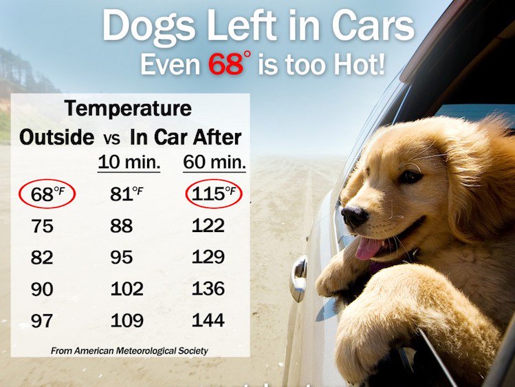 The temperatures are going ⬆️ this weekend. Its going to be hot hot hot! Please remember - never leave pets or your favorite humans in a hot car. Even in lower temps, the interior of a car can get too hot very quickly!